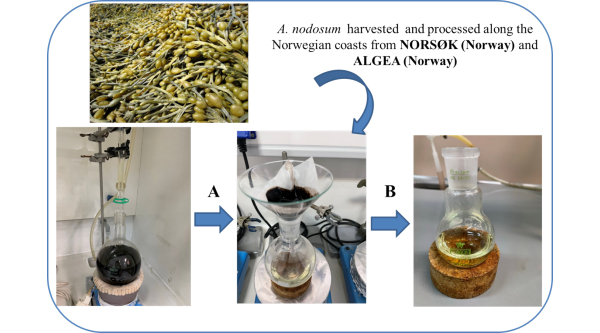 Amino acid isolation of A. nodosum samples through acid hydrolysis